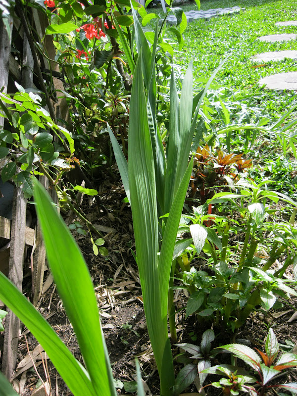 Plantando o Verde e o Verbo: Como plantar gladíolos ou palma-de-santa-rita ...