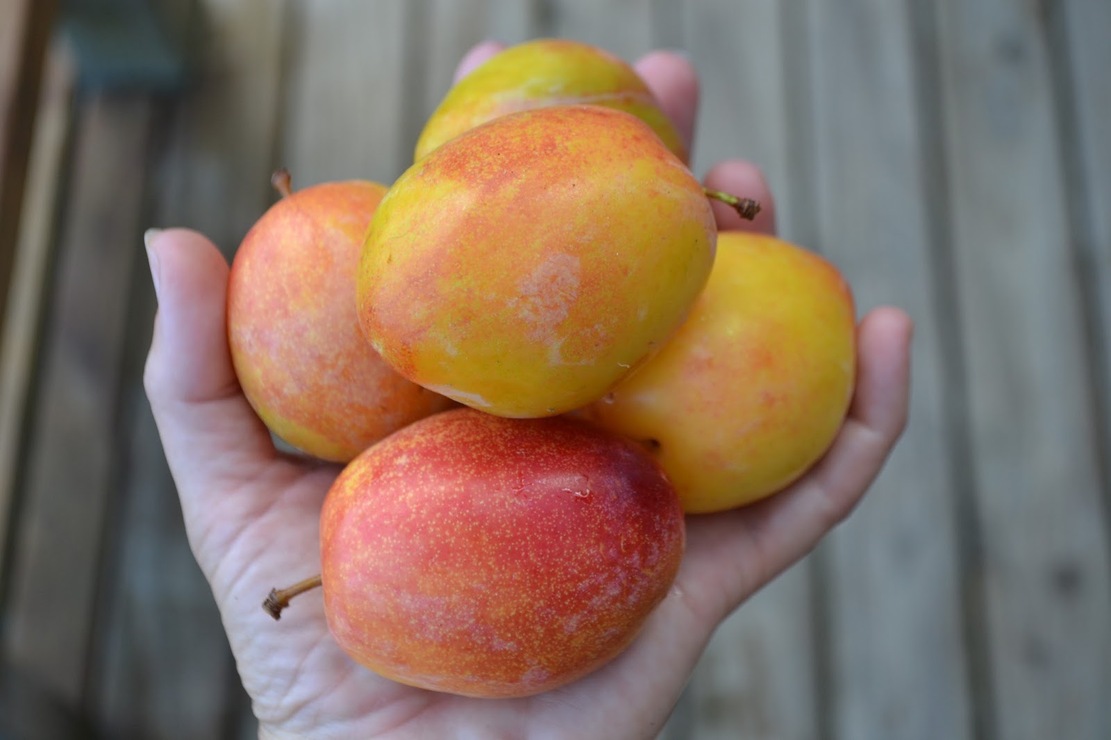 growmama The Luisa plum