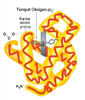 Mioglobin yang mendistribusikan Oksigen ke otot Mioglobin yang mendistribusikan Oksigen ke otot
