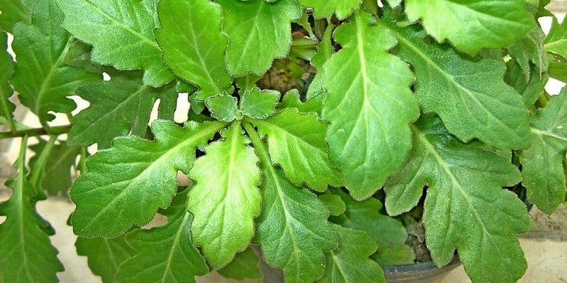PANDUAN MERAMU DAUN DEWA UNTUK OBAT ALAMI YANG MANJUR | Tips Petani