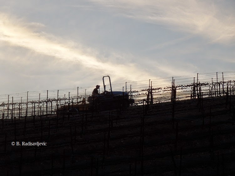 Tractor in Vineyard at Dusk