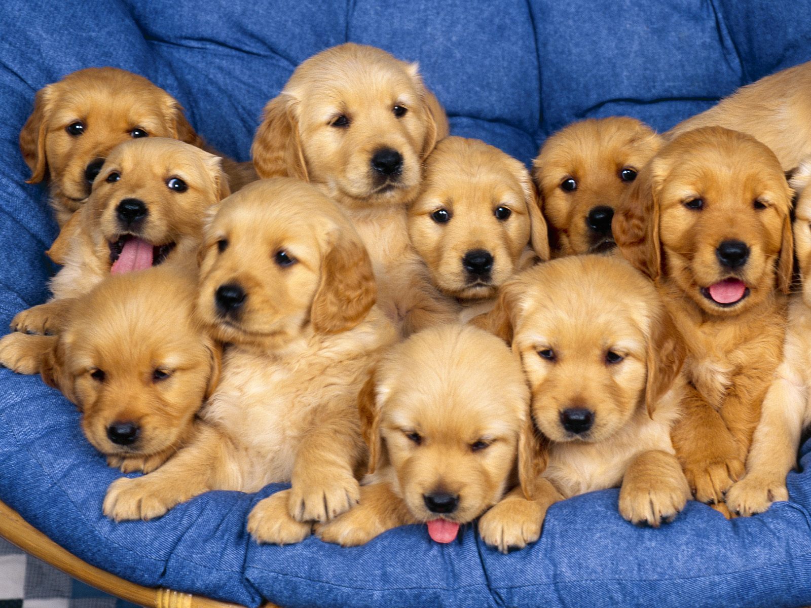 Puppy Dogs Hd Desktop Images Wallpapers | Hasnat wallpapers, Free