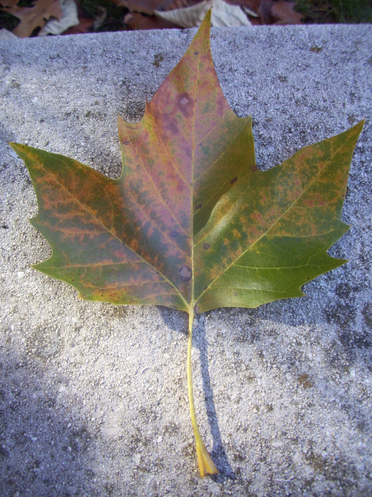 Virginia Tree Blog 1 American Sycamore