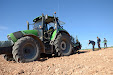 Planting Olive trees