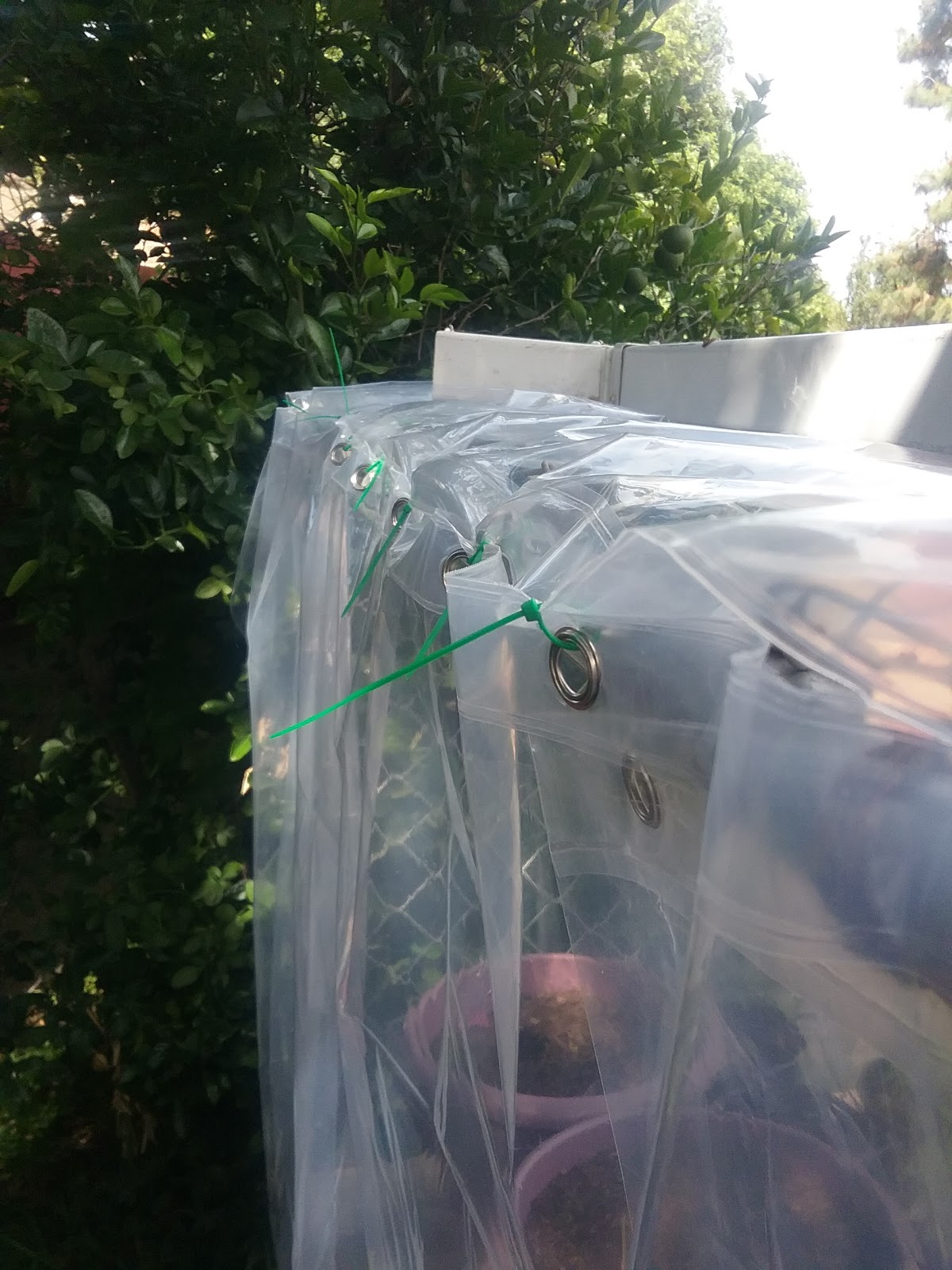 Cheap and Easy Dog Kennel to Greenhouse Conversion