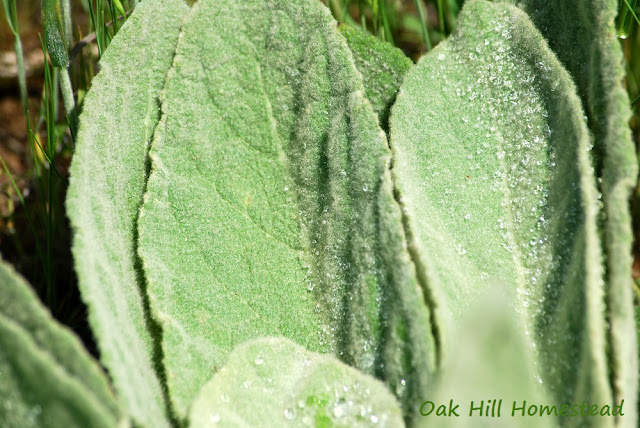 These soft, fuzzy, spear-shaped, sage green leaves are easy to identify as woolly mullein.