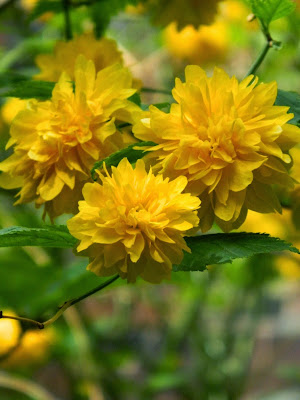 Kerria japonica spring flowers by garden muses-not another Toronto gardening blog