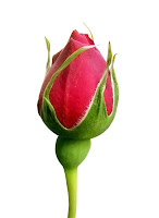 Gonca Nedir Ne Demektir Anlami Laf Sozluk