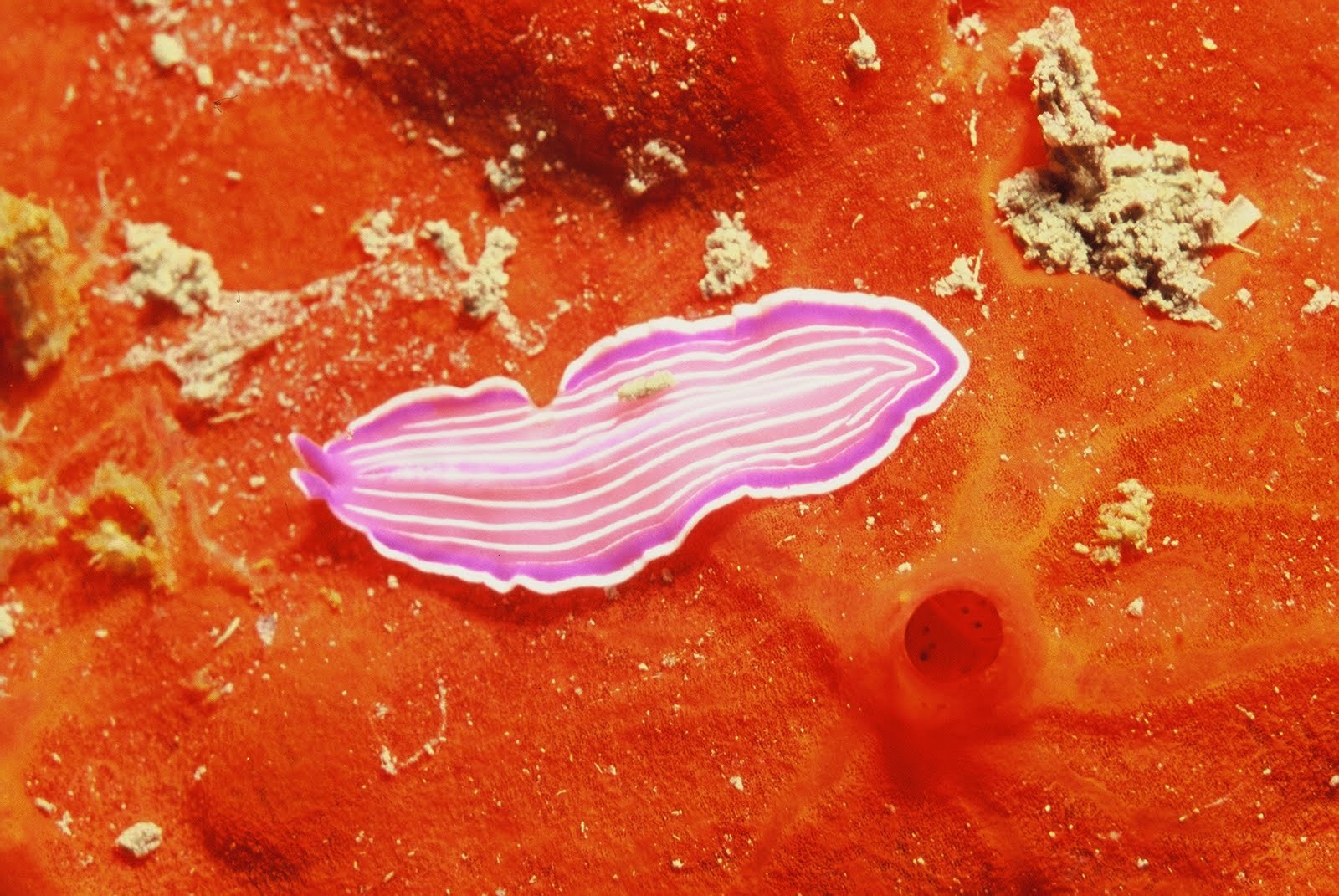 Iluminación Profunda Lilac flatworm and orange sponge (Planaria lila y