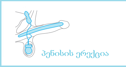 პენისის (სასქესო ასოს) ერექცია პენისის (სასქესო ასოს) ერექცია