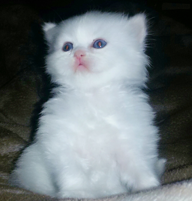 Persian Cat Care Tips