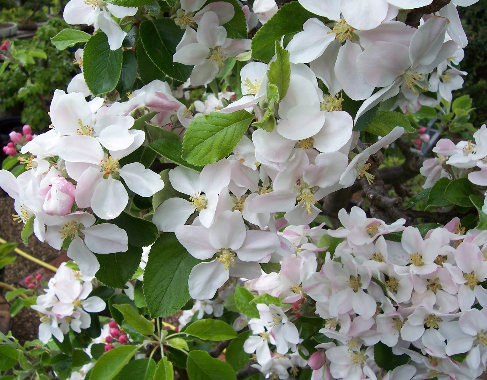 MiKo Bonsai Apple Blossom