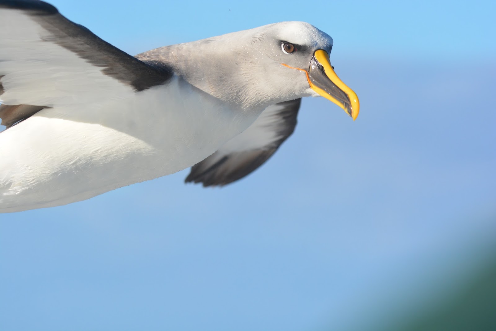 Arthur Stace TWITCHING AND BIRD WATCHING