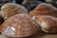 clams, γυαλιστερές