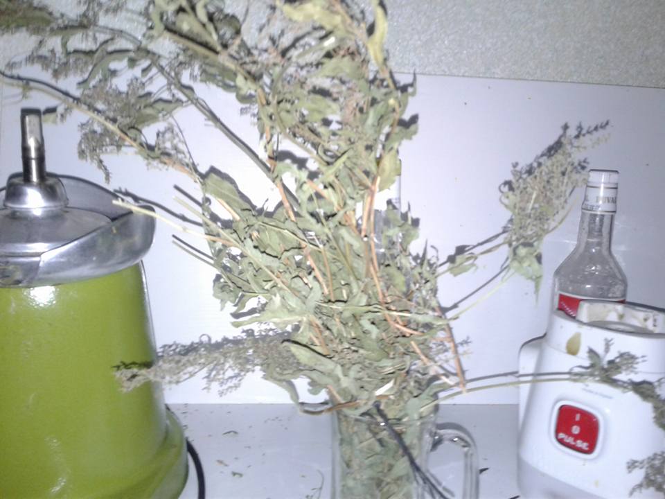 Varbena Herb 5 Of The Best And Reliable benefits Of Varbena Herb