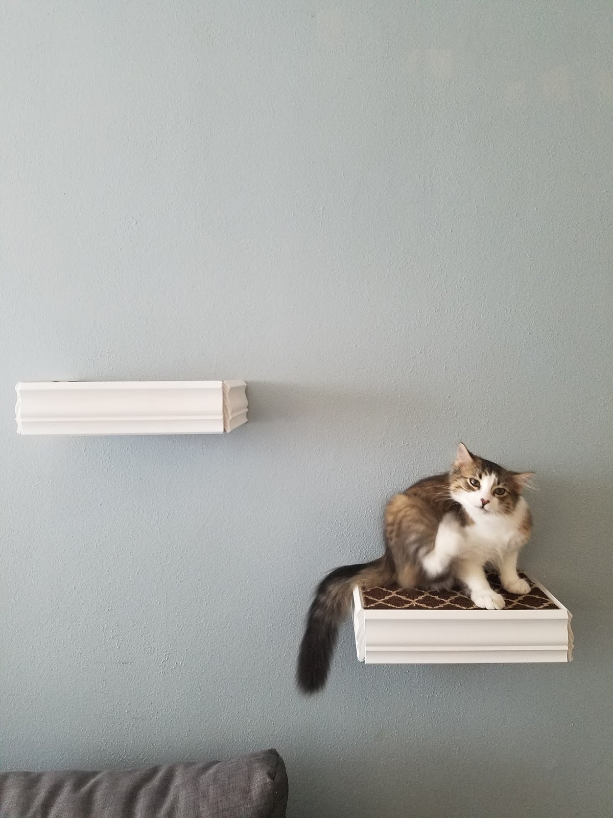 A DIY Weekend Adventure Floating Cat Shelves