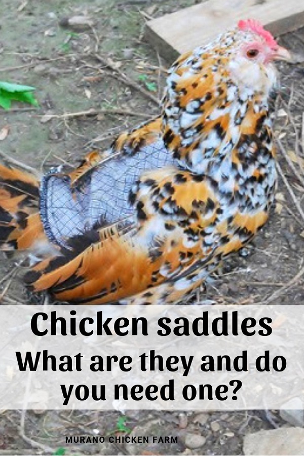 Chicken saddles Murano Chicken Farm