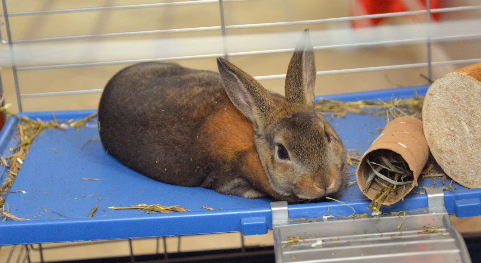 A school of fish Homemade Toys for Bunnies