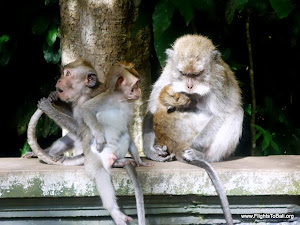 Monkeys at Alas Kedaton Bali