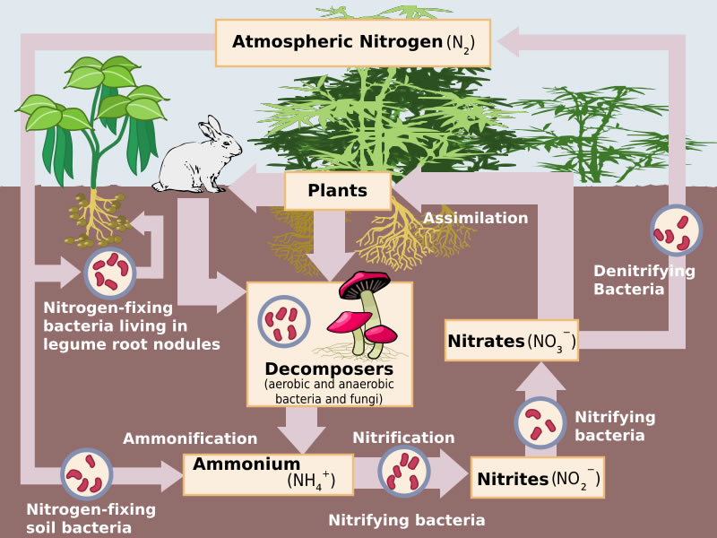 The Nitrogen Cycle About The Nitrogen Cycle?