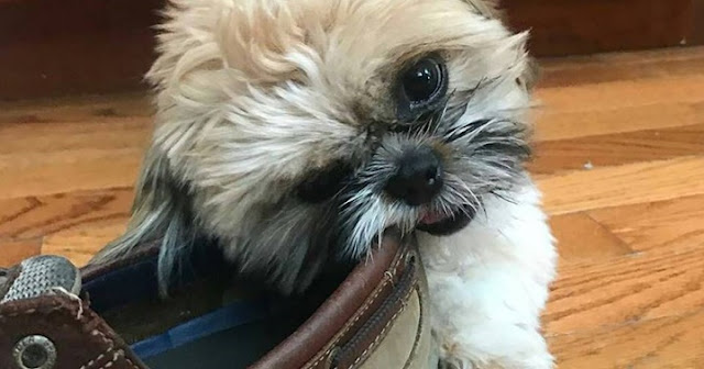 Coisas que os Shih Tzu fazem quando estão chateados com o seu Dono
