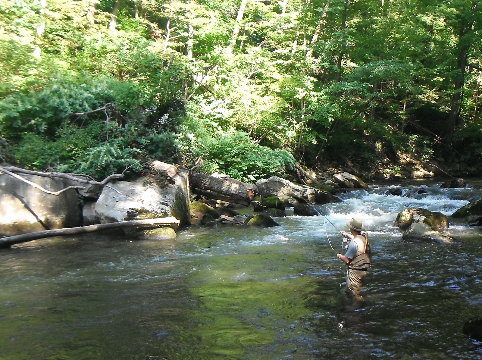 Western Maryland Fly Fishing Western Maryland fishing report Savage River and Casselman River