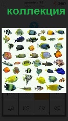 460 слов коллекция различных видов рыб 21 уровень