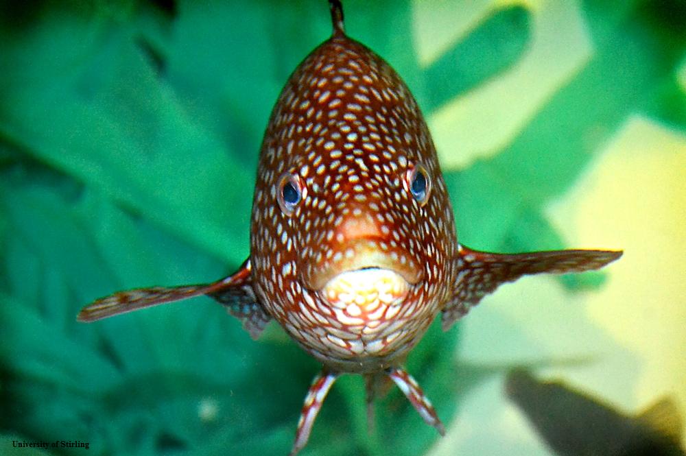 Canada. Poux de mer Les pêcheurs ne veulent pas d