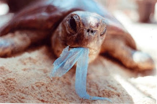 Vida marina afectada por el plástico