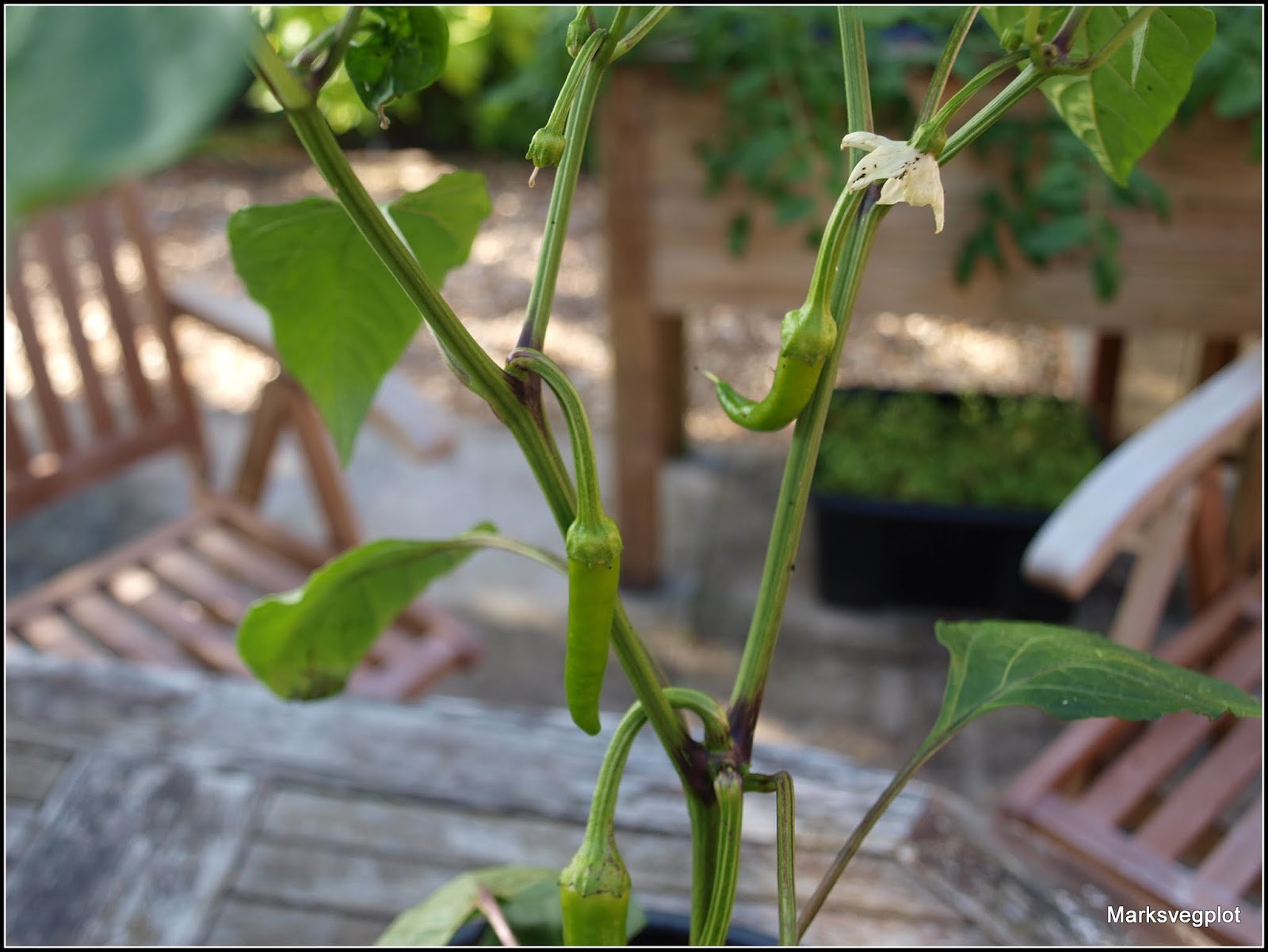 Mark's Veg Plot: Chillis - to pinch or not to pinch?