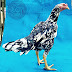 INFO BERKAITAN AYAM BETINA.