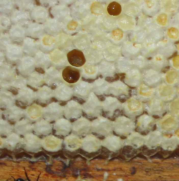 Hanbury Bees: Extracting honey - or how to coat the entire house with a ...