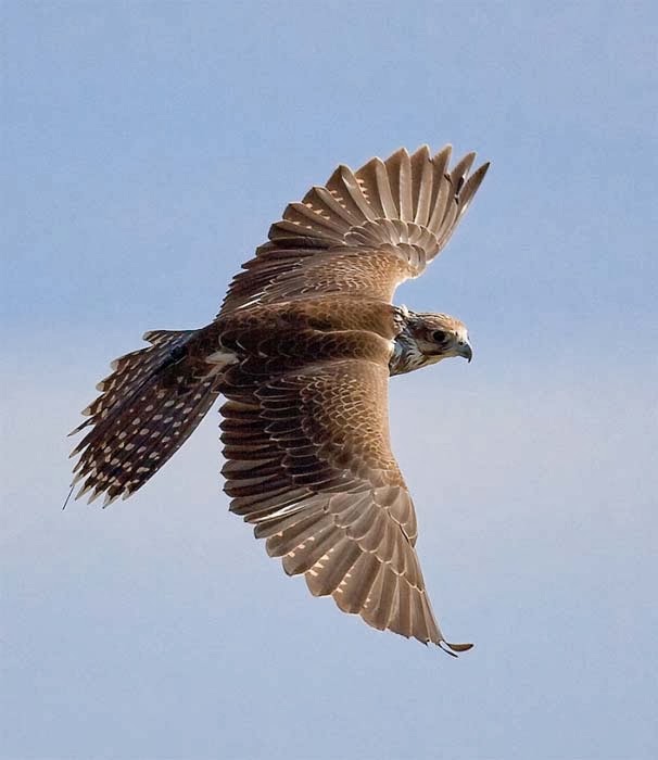  Falcon Cam Reveals How The Birds Of Prey Close In For The Kill Fun Animals Wiki Videos 