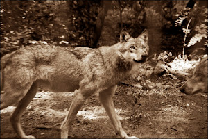 Wolfsblut, wenn Trockenfutter sein muss, dann wenigstens GUTES