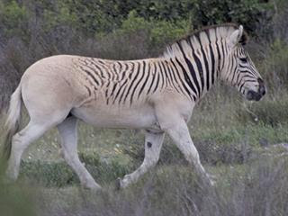 Hewan Unik Langka Yang Sudah Punah Unik Aneh Seru Heboh