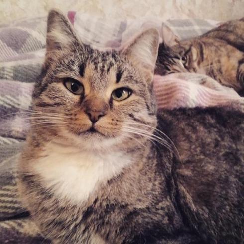 смешной немного косоглазый кот