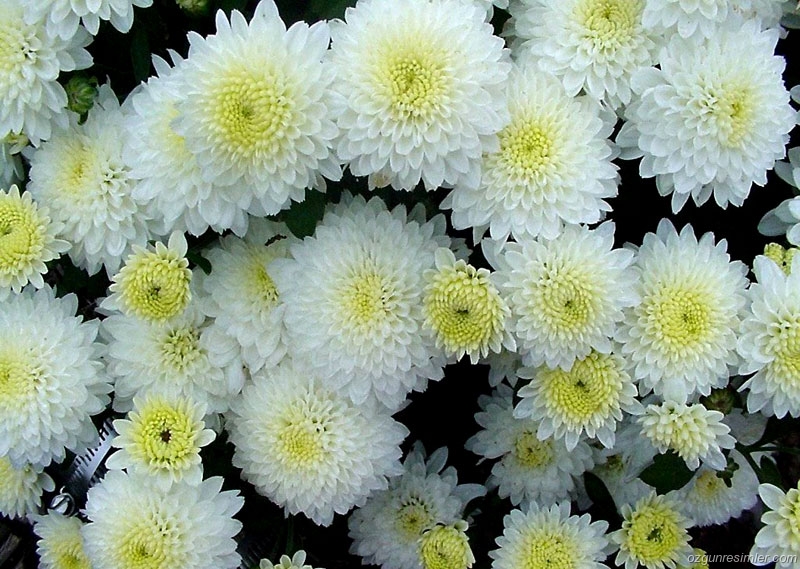 KASIMPATI (Chrysanthemum parthenium)