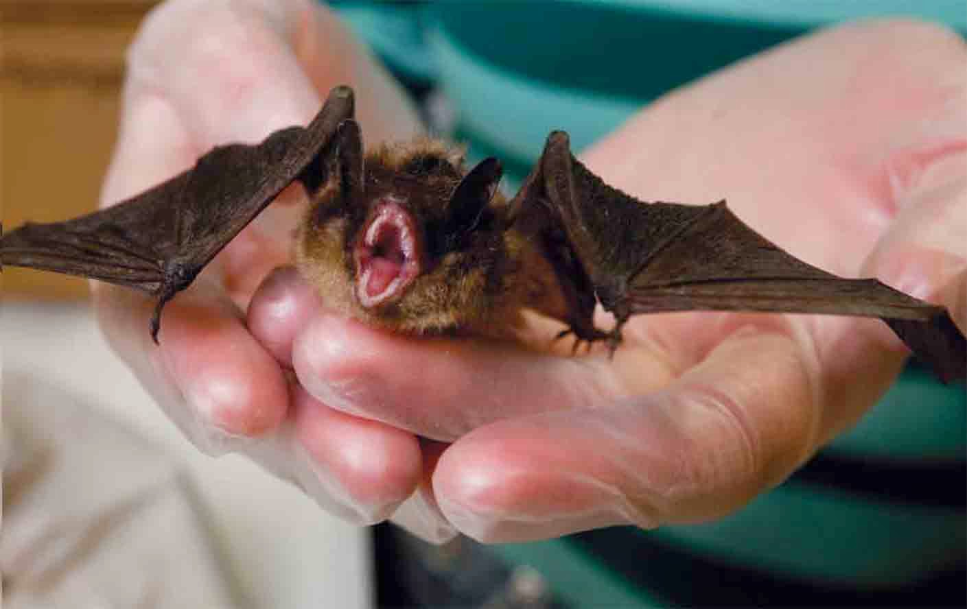 WRITE ON! Sandra Markle GO BATTY for BATS!