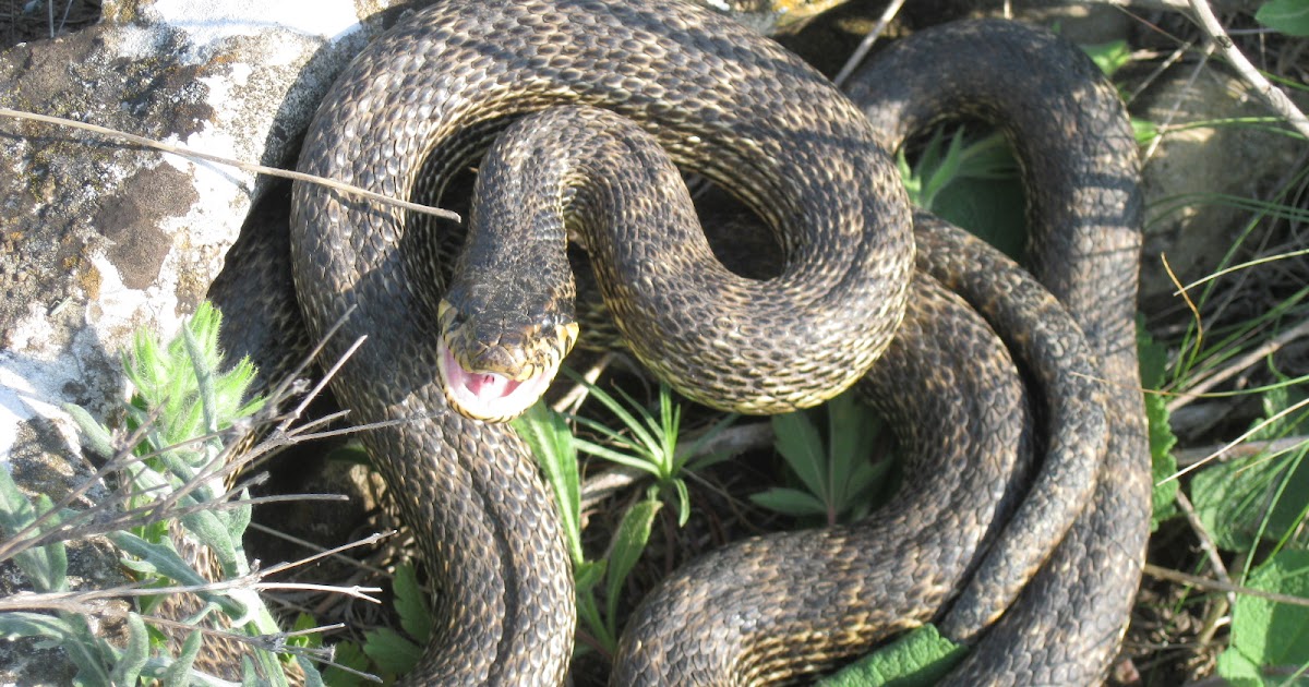 Змей часть 1. Четырехполосый полоз. Сарматский полоз змея. Палласов полоз сарматский полоз. Подвязочная змея пестрая (Thamnophis Marcianus).