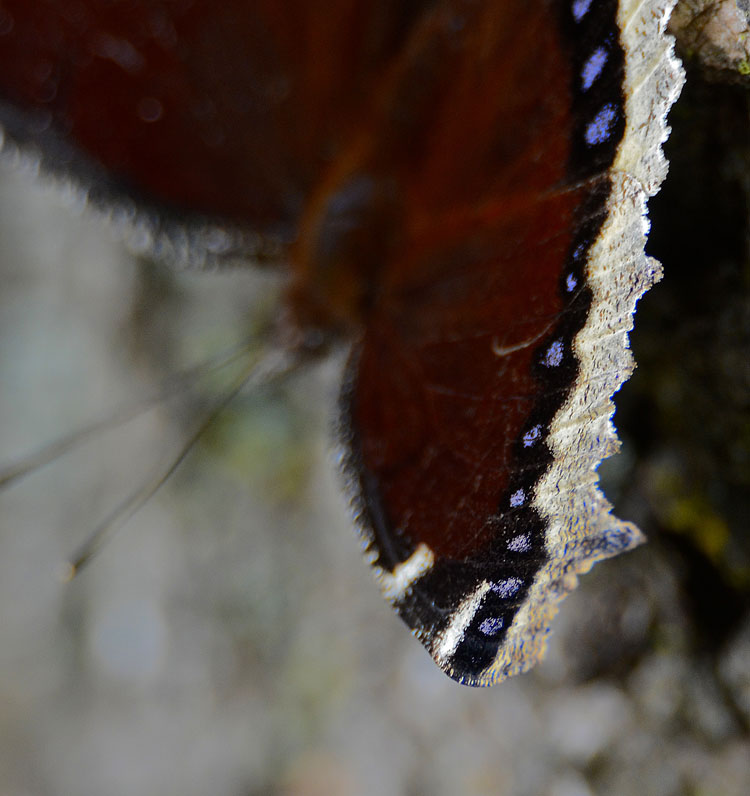 Beautiful marking of a Mourning Cloak butterfly; dorsal view