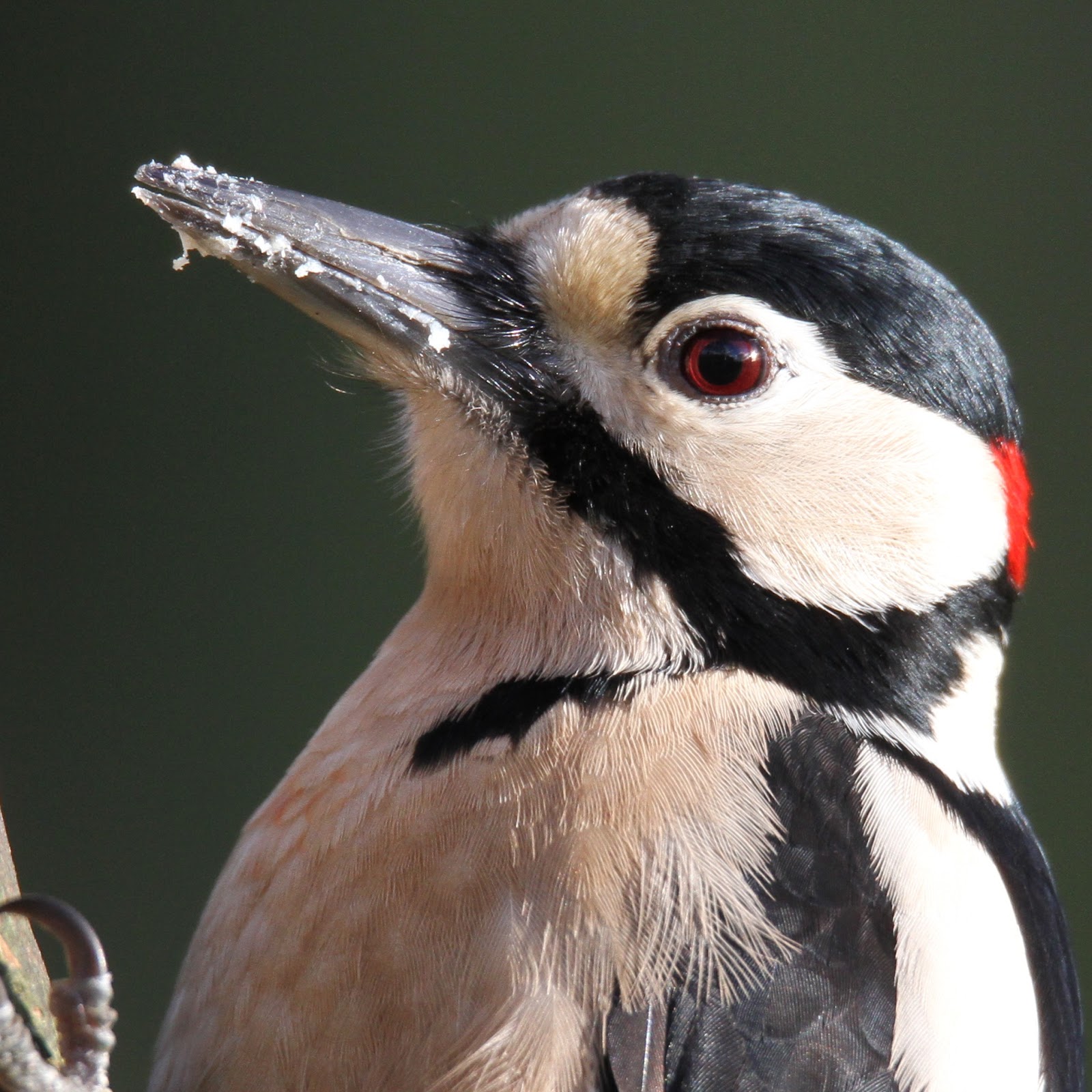 TrogTrogBlog: How many woodpeckers visit the garden?
