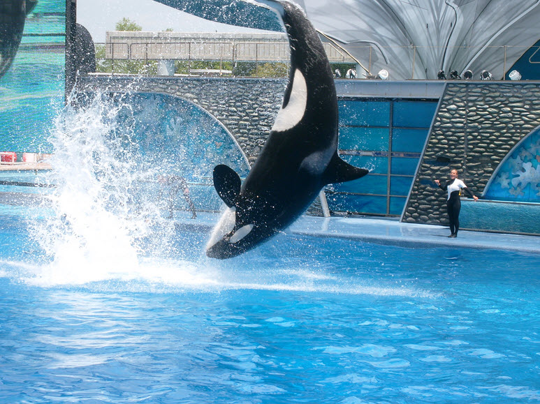 Orca | The Biggest Animals Kingdom