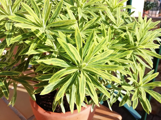 Euphorbia x martinii "Ascot Rainbow".