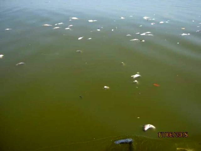 Emergencia por mortandad de peces y manatíes en la Ciénaga Grande