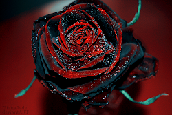 rose flower roses dark flowers gothic blood pretty tattoo goth crimson desktop water