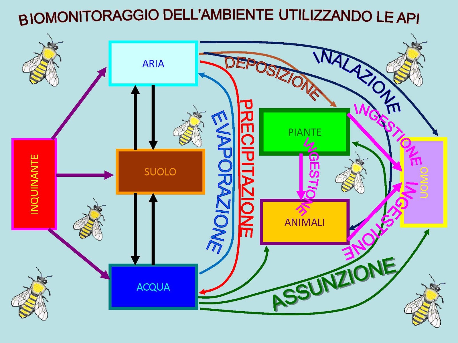 Apicoltori Veneto: FORMAZIONE