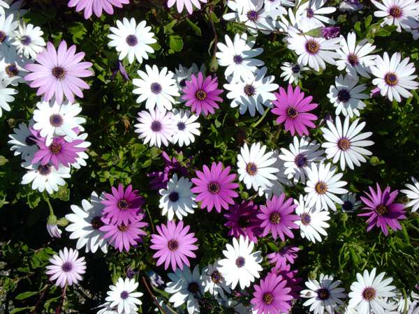 Bodrum Papatyasi Osteospermum Ecklions