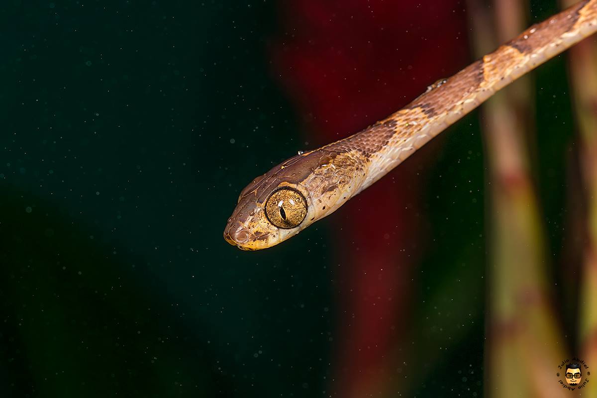 Wildlife photos from Río Indio, Coclé (pt. 2)