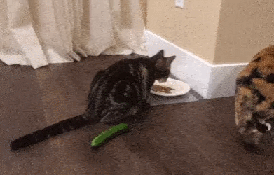 Funny Cats Scared By Cucumber Funny Cats Scared By Cucumber