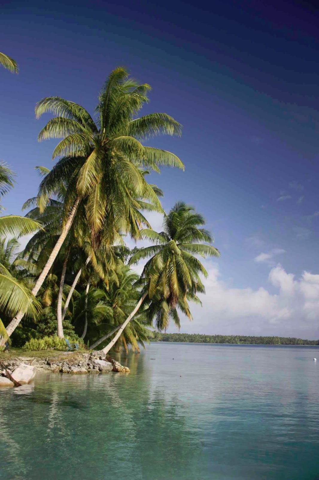 Stanford@SEA: Highlights from Palmyra Atoll